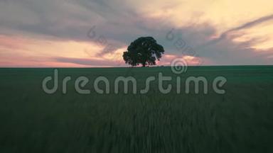 日落的<strong>云彩</strong>覆盖绿色的麦田和孤独的树，空中<strong>视频</strong>
